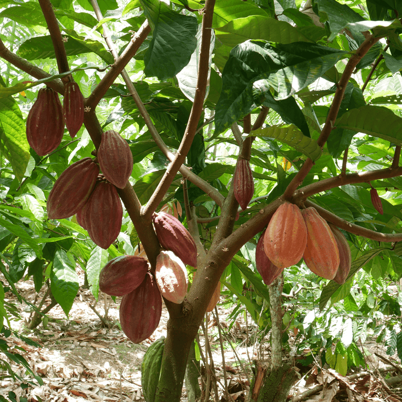Cacao Tree Honduras Coagricsal