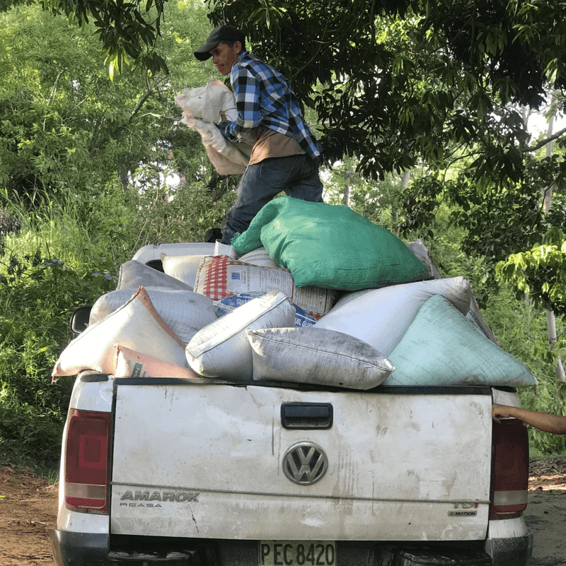 Wet Cacao Beans Transport from Farms on Dirt Road