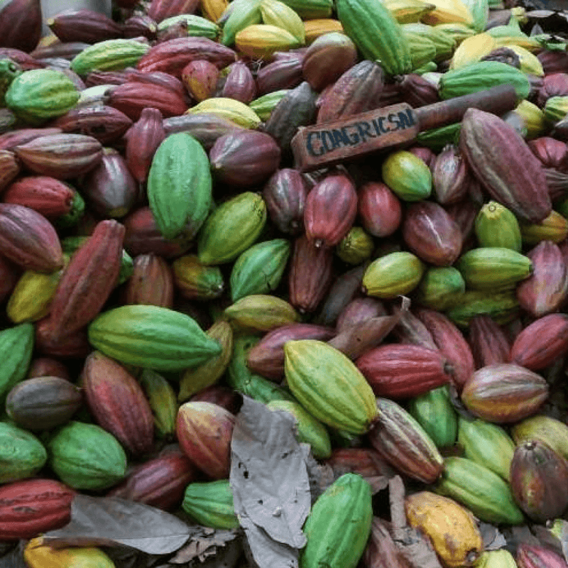 Harvested Cacao Pods Honduras Coagricsal
