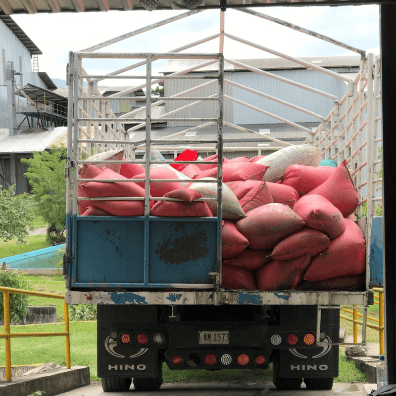 Wet Cacao Beans arriving at Fermentation Facility Honduras Coagricsal