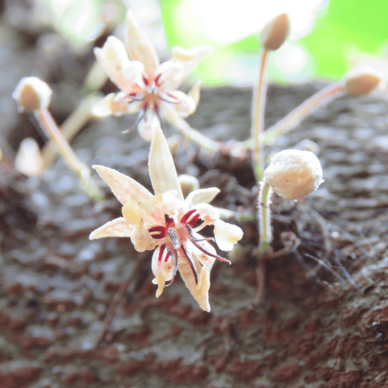 cacao flower honduras