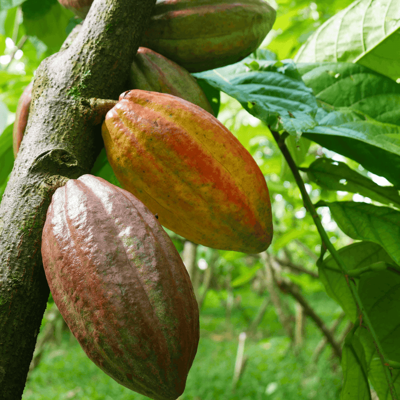 Cacao Pod Honduras Coagricsal