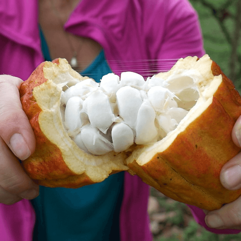 Cacao Pod Open with Seeds Honduras Coagricsal